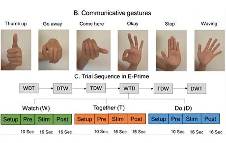 近紅外研究：自閉癥患兒在社交手勢(shì)任務(wù)中相關(guān)皮層激活的差異